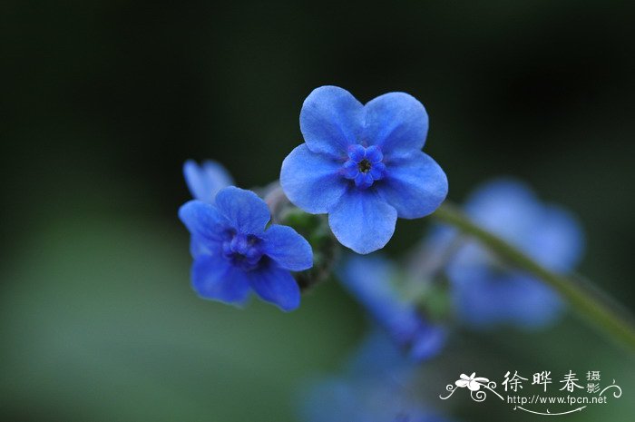 各种花的花语