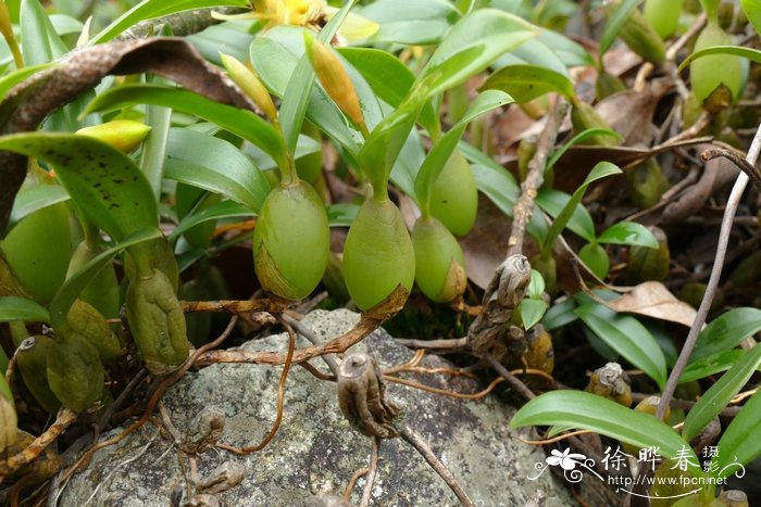 栀子花叶子干枯怎么补救