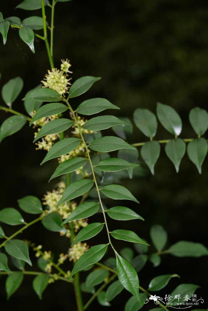 荠菜图片