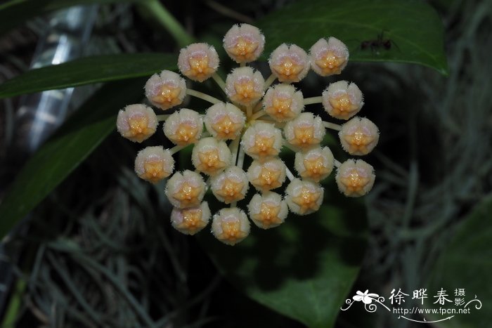 向日葵种植