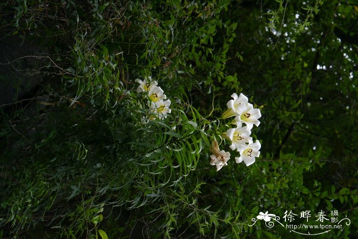 花卉大全图片及名称