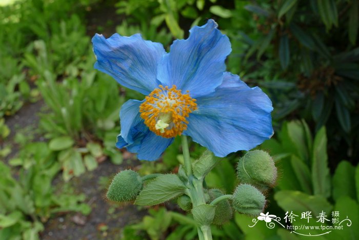 萱草花期