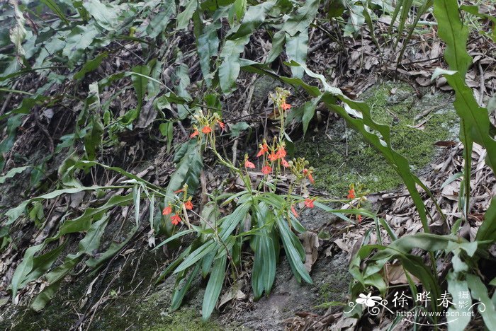 花木蓝