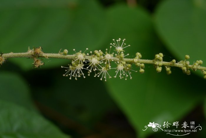 樱花起源