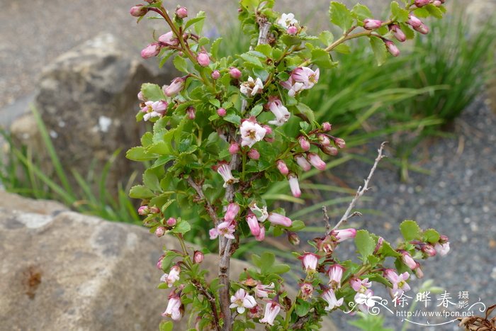 白百合花的寓意