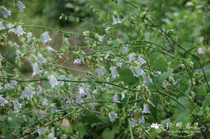 夏天开的花