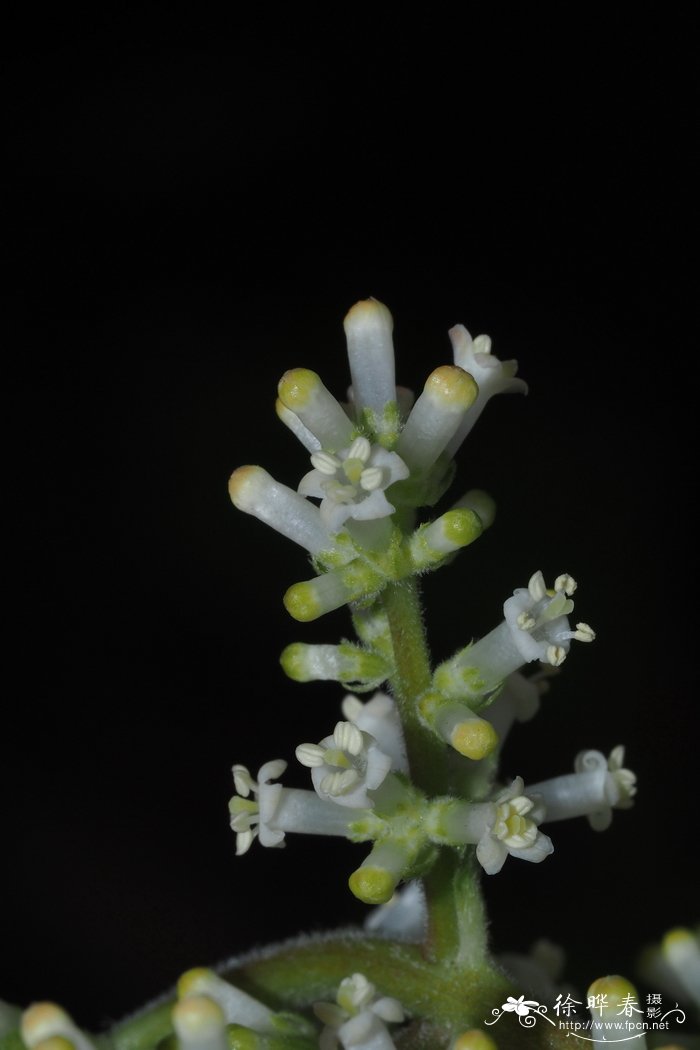 磷酸二氢钾适合哪些花