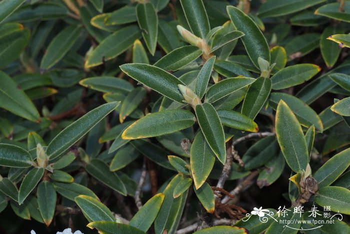 菠萝种植方法盆栽多长时间可以结果