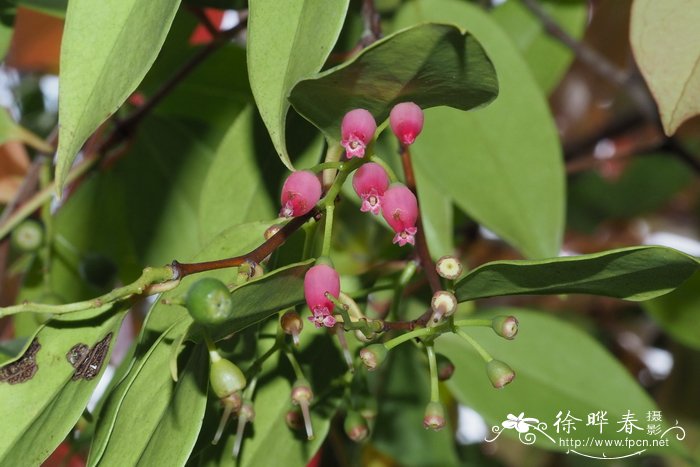 人参种植条件和方法时间