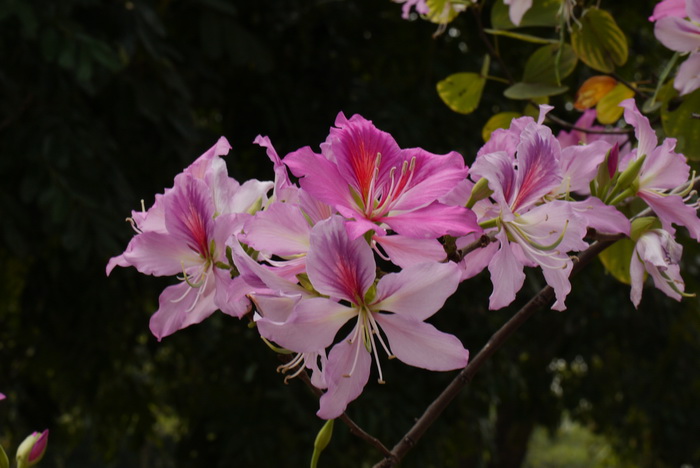 春季花卉