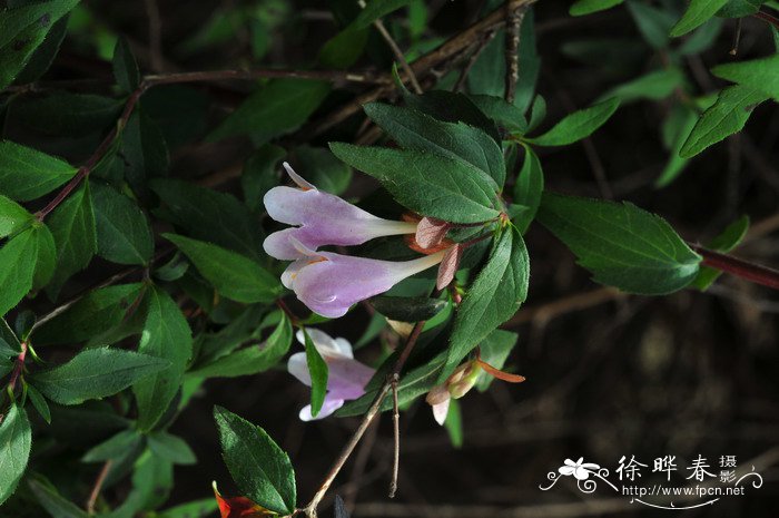 各种漂亮的花图片大全