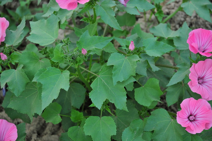 裸子植物有花吗