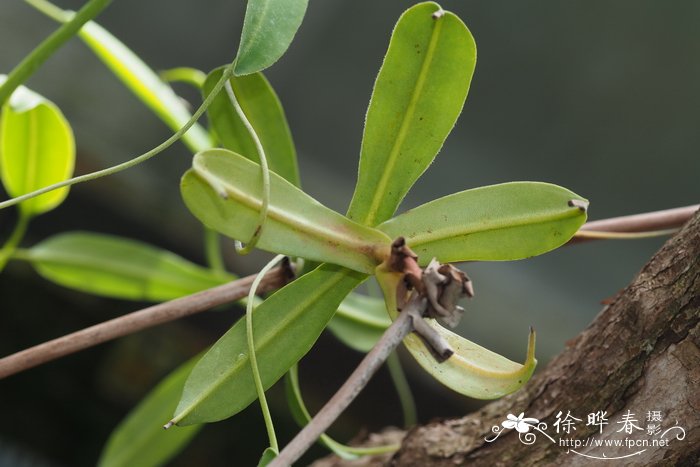 波斯菊和格桑花的区别