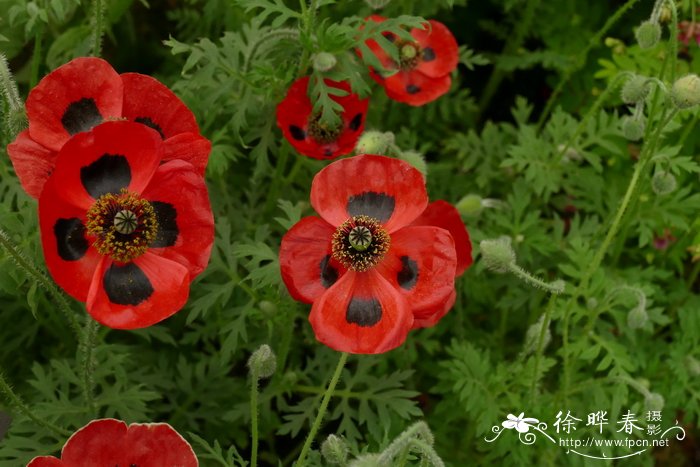 7月开什么花