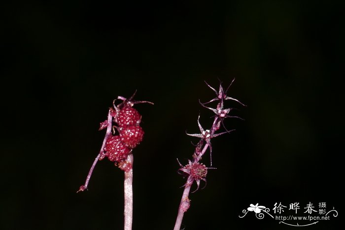 雪绒花是什么花