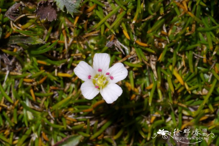 木棉花简笔画