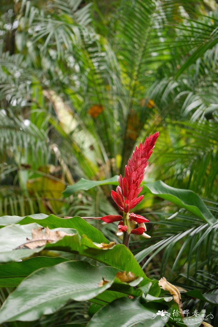 求购桂花树