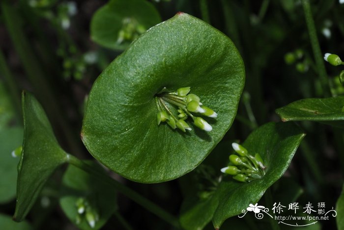 灯笼花怎么养