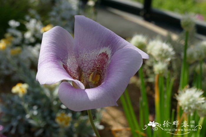 加拿大一枝黄花是什么