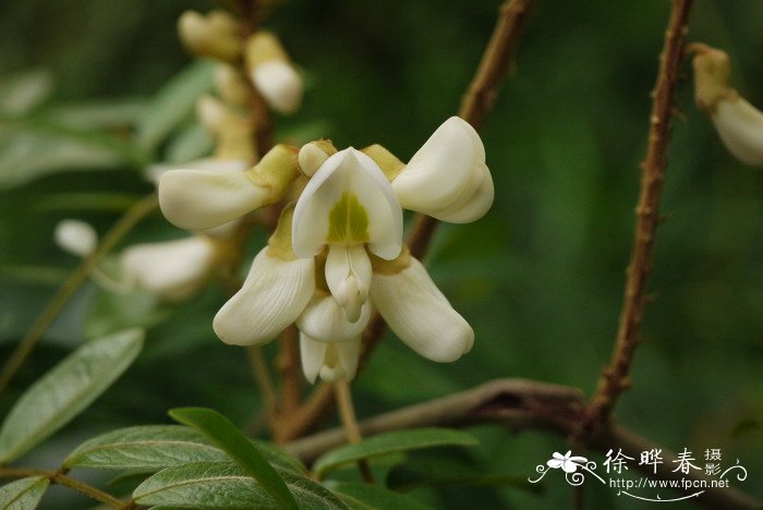 桃花的功效与作用