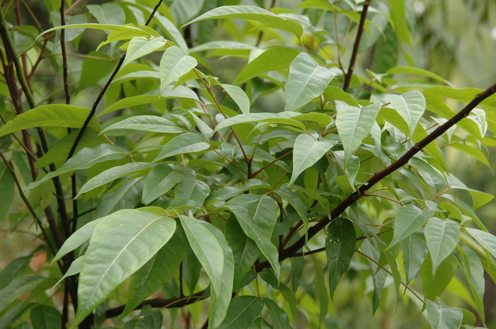 北方芒果盆栽种植方法