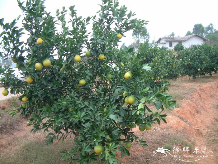 芒果是什么季节的水果