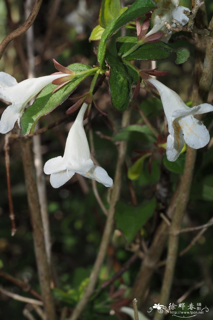 油菜花有几个花瓣?