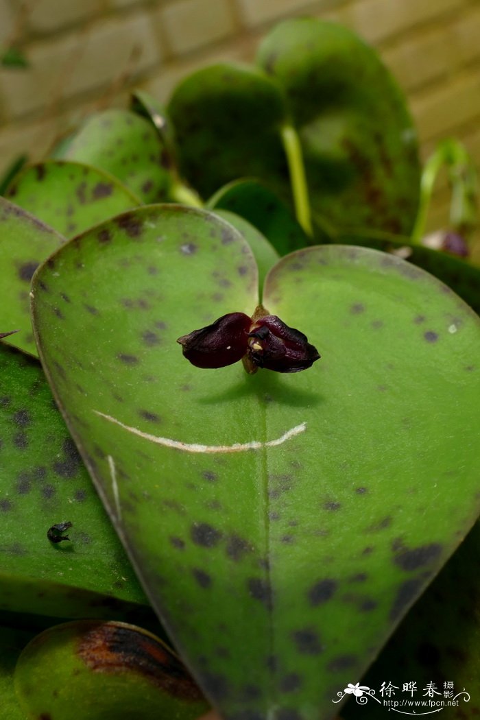 虎皮兰开花