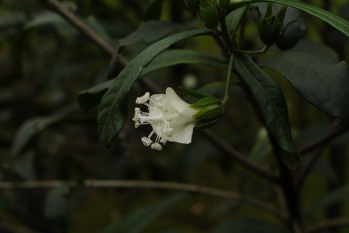 春季时令蔬菜有哪些