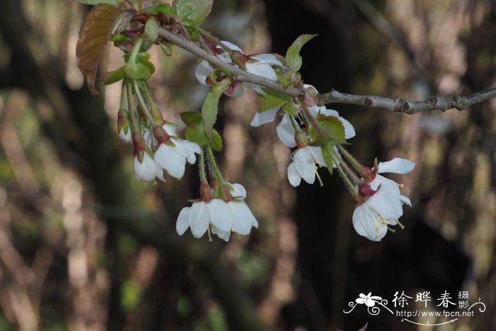 百合花的功效