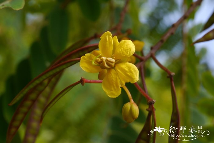 栀子花叶子干枯怎么补救