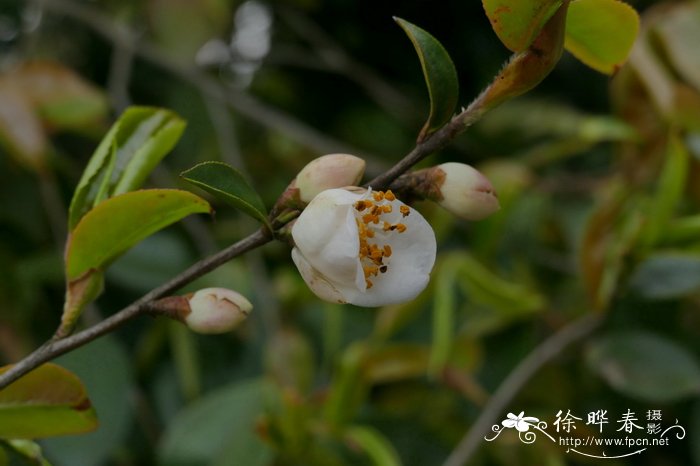 红豆杉怎么种植