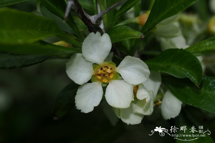 芙蓉花几月开