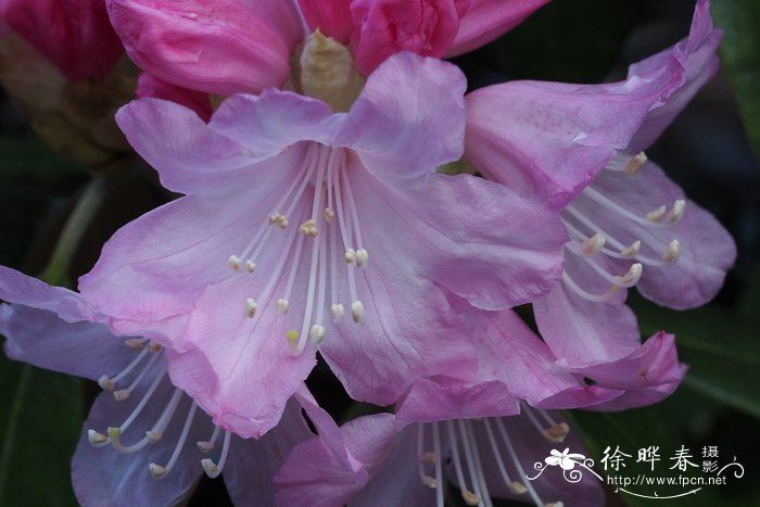 深圳鲜花配送