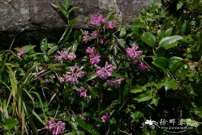 代表希望和未来的花