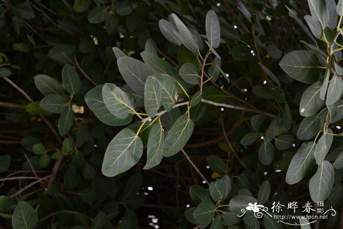 木香花为什么叫鬼招手