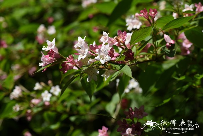 月季花图片大全大图