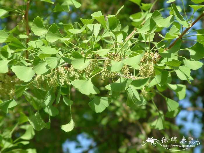 丝棉木图片