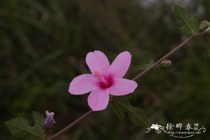 夏天什么花会开