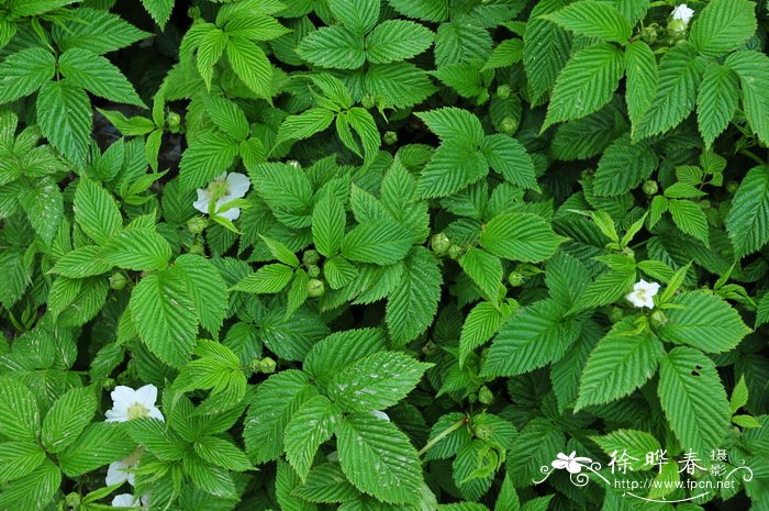 河南郑州鲜花