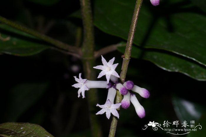 宫灯长寿花图片