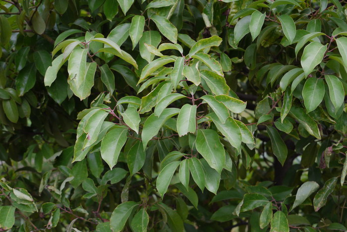 一年生植物是什么意思