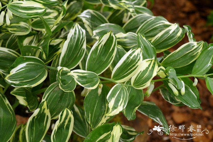 裸子植物有花吗