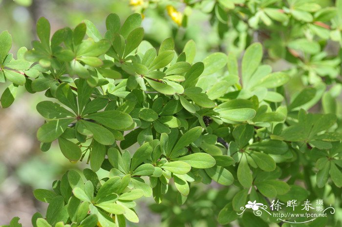 牵牛花是什么颜色的