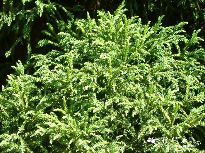 黄金万两植物客厅风水