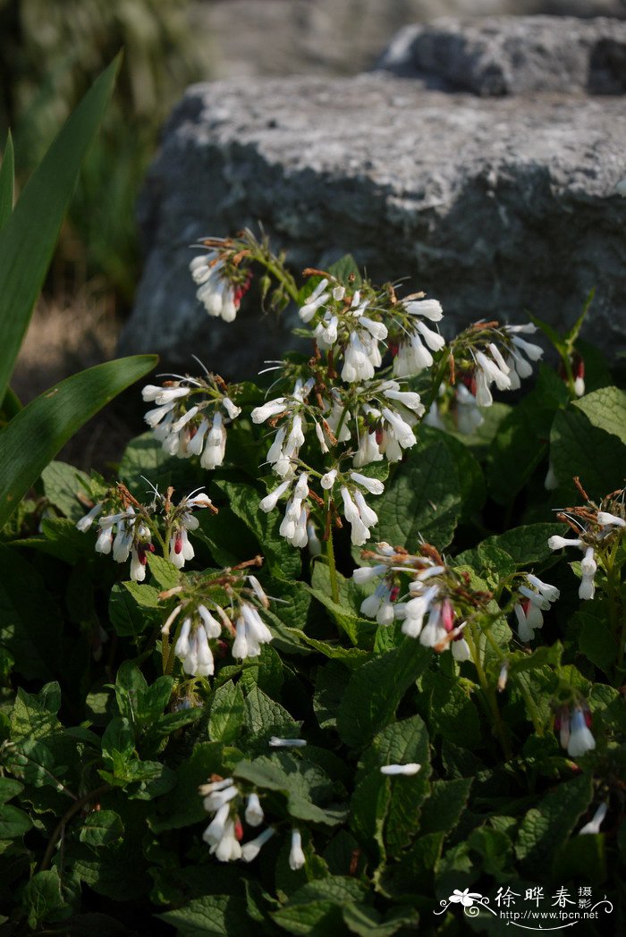 求购桂花树