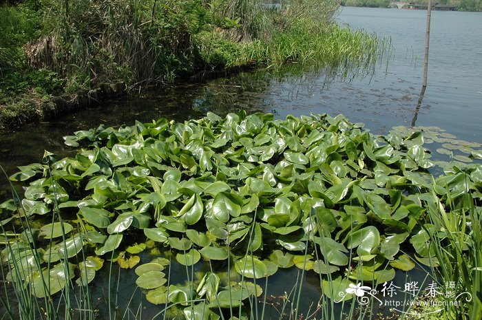 山竹 孕妇