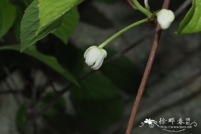 紫藤花能吃吗能食用吗