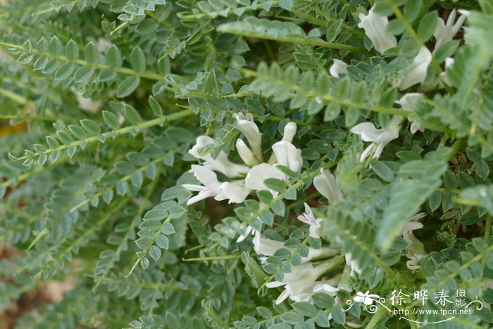 大豆种植技术