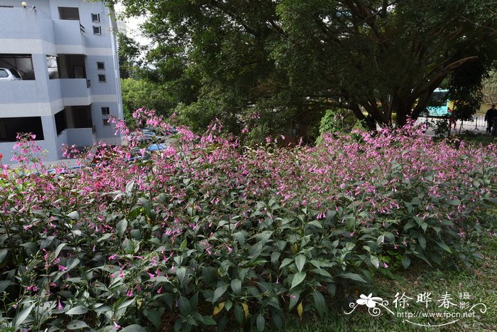 苹果拼盘图片简单好看